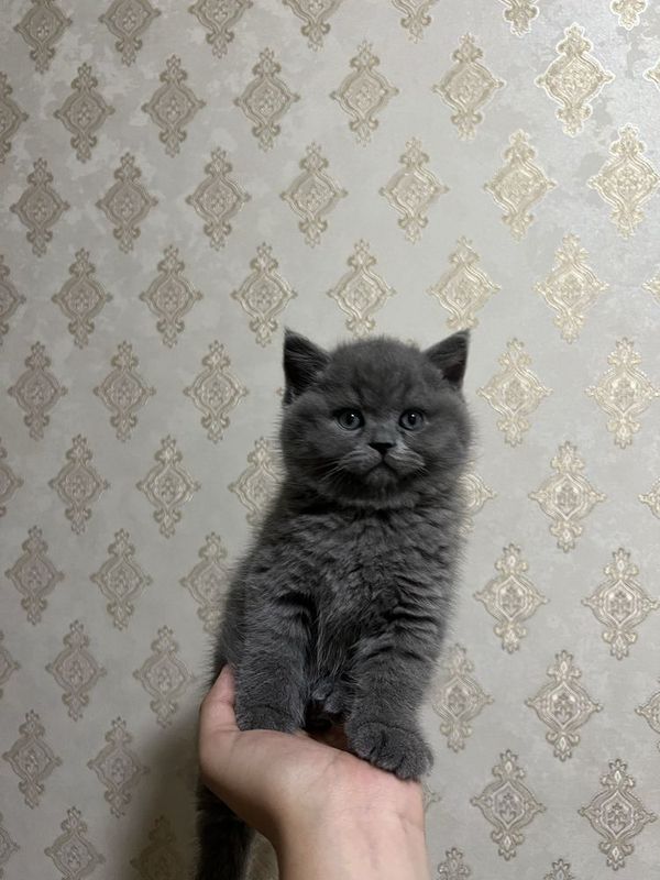огил бола мушук огил бола мушук