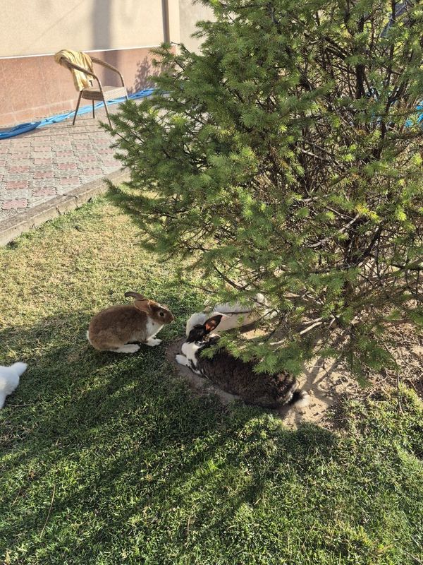 Продаются кролики
