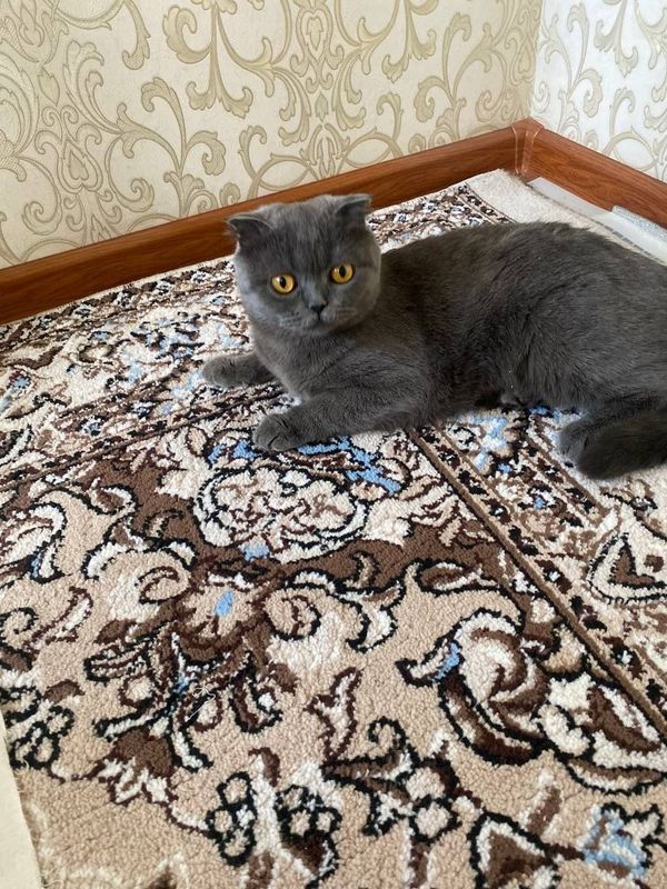 Срочно продам кошка Скоттиш фолд девочка, 1,2 месяца, Срочно продам кошка Скоттиш фолд девочка, 1,2 месяца,
