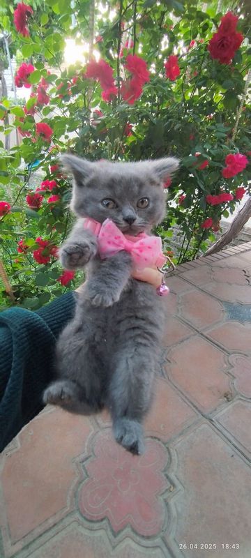 Продаются котята Продаются котята