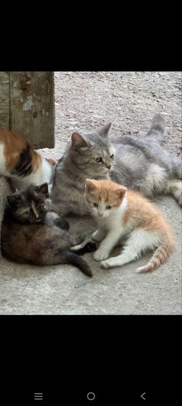 Продаются котятки скотиш страйт Продаются котятки скотиш страйт
