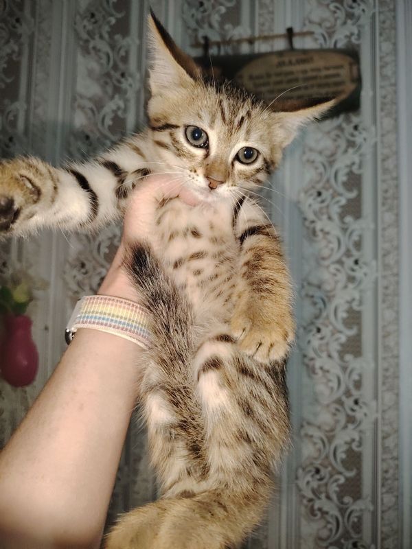 Отдам котят в хорошие руки Отдам котят в хорошие руки