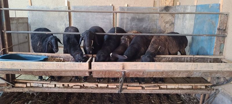 Qassob serviz. Qo'y va qassob xizmatlari. Овцы и мясная услуга. Qassob serviz. Qo'y va qassob xizmatlari. Овцы и мясная услуга.
