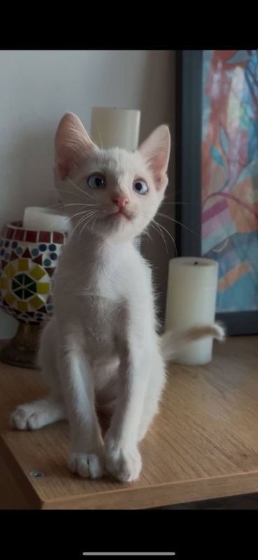 Котенок мальчик очень красивый.