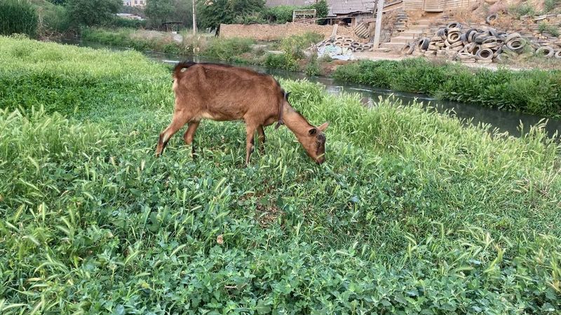 Alpin Echki sotiladi ikta takacha bolasi bilan kelib koʻrib olasila i Alpin Echki sotiladi ikta takacha bolasi bilan kelib koʻrib olasila i