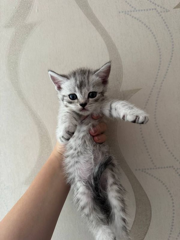 Продаются 5 котят шотландские скотиш страйт и фолд Продаются 5 котят шотландские скотиш страйт и фолд