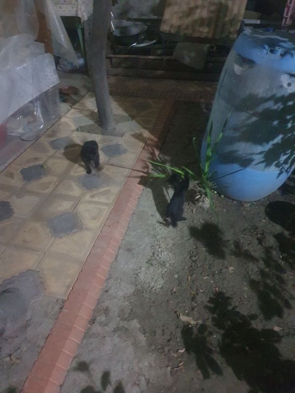 Котята отдам в хорошие руки 6 шт Котята отдам в хорошие руки 6 шт