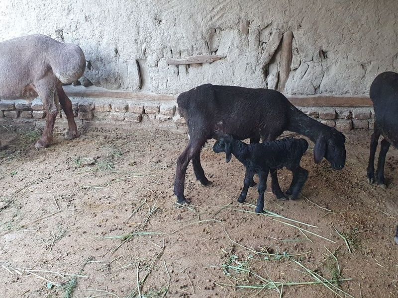 2ta ona bola quy sotiladi tez va arzon Shofirkonda