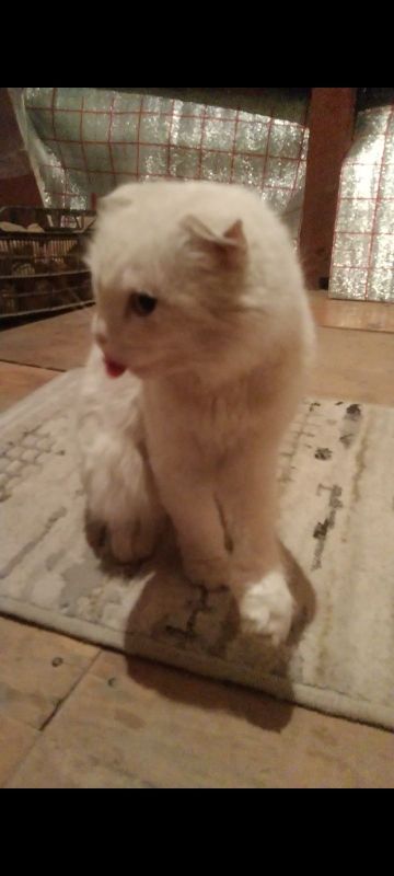 Продается котики