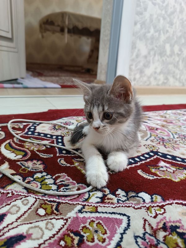 Asal mushukcha 2 oylik qiz Asal mushukcha 2 oylik qiz
