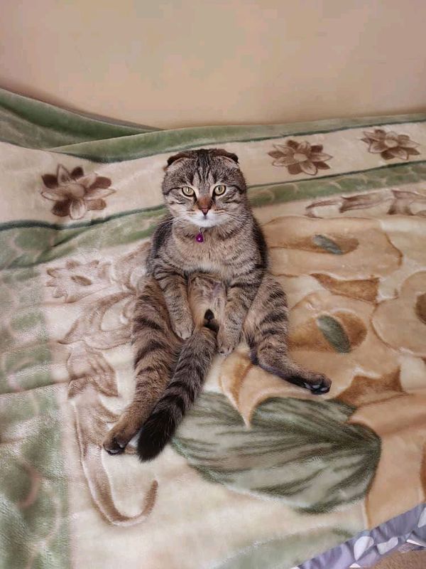 mushuk sotiladi zoti Scottish Fold