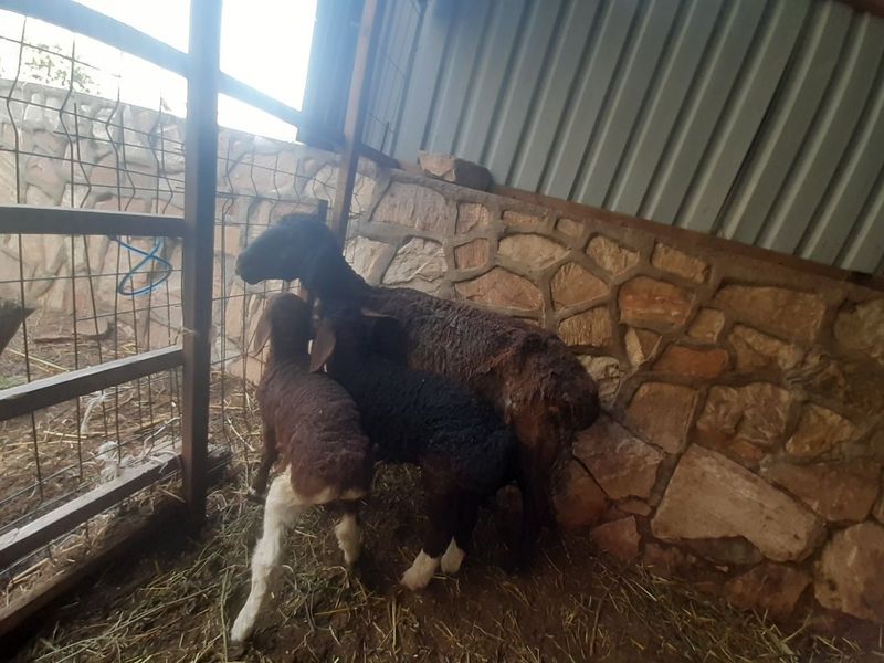 Qóy sotila di yosh Qóy sotila di yosh