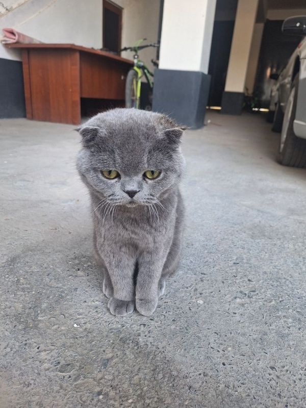 Шотландский вислоухий Шотландский вислоухий