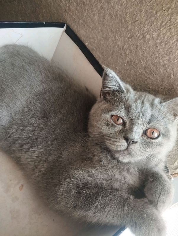 продаётся котёнок Скоттиш страйт девочка, 5 мес продаётся котёнок Скоттиш страйт девочка, 5 мес