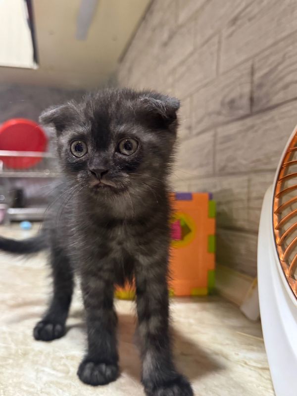 Продаются кошечки Продаются кошечки