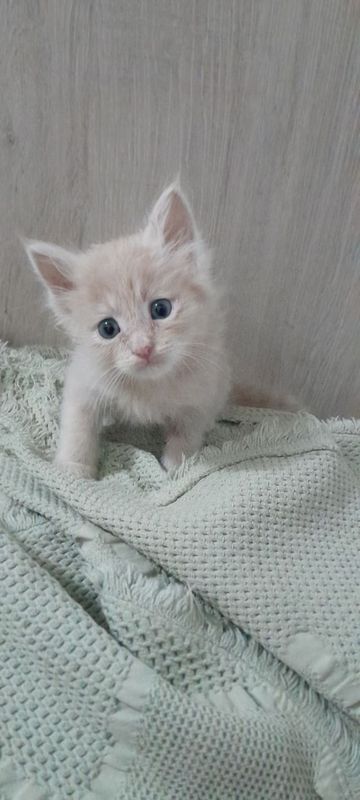 Котёнок мальчик 1,5 месяца Котёнок мальчик 1,5 месяца