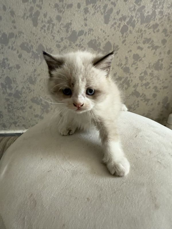 Продам котят 2 месяца породистые ангорка приученные к еде и к лотку