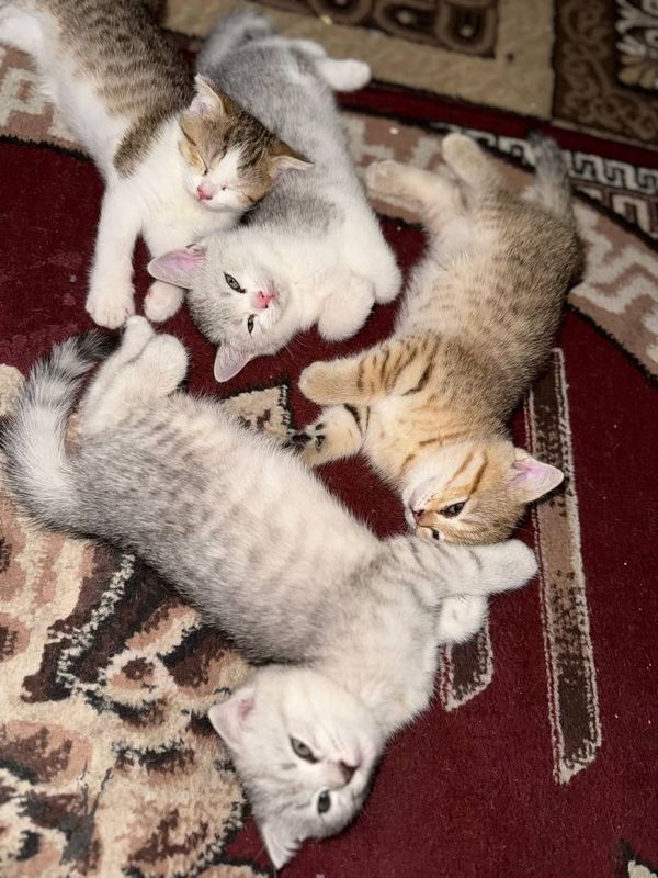 Persian(fors mushugi) shinshilla Persian(fors mushugi) shinshilla
