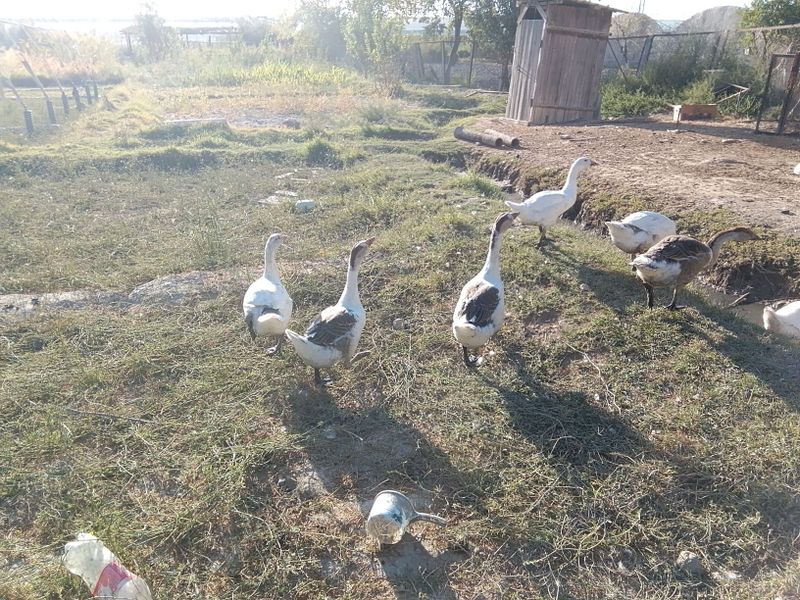 Gʻozlar sotiladi Gʻozlar sotiladi