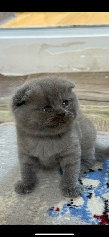 Продаются котята Продаются котята