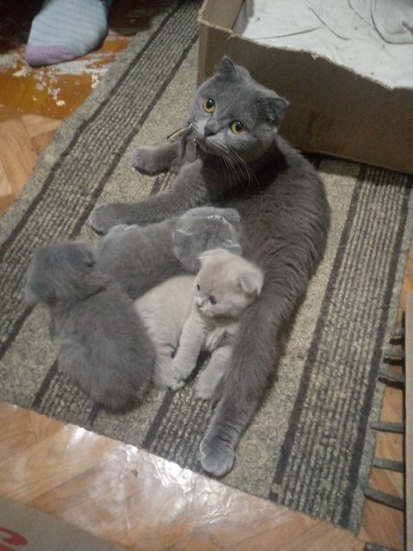 Кошка продается шотландский Кошка продается шотландский