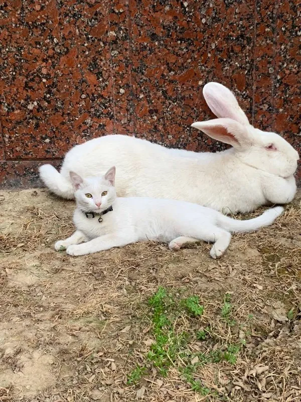 Продаётся белый домашний кролик — крупный и ухоженный Продаётся белый домашний кролик — крупный и ухоженный