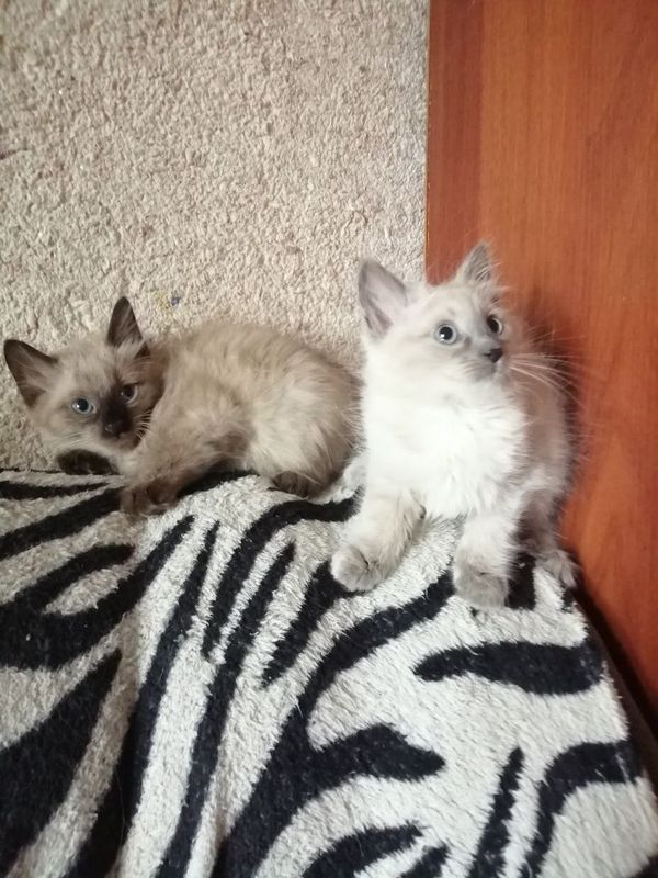Продаются котята Продаются котята