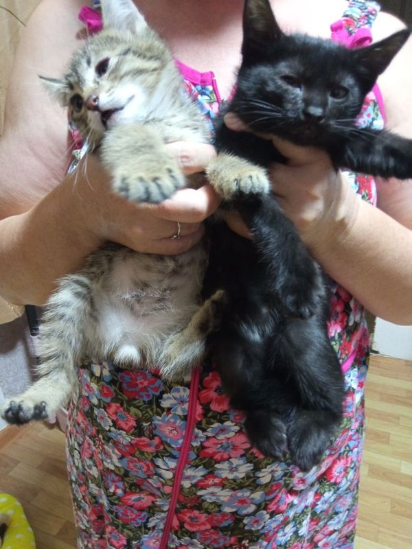Котята малыши! М Котята малыши! М