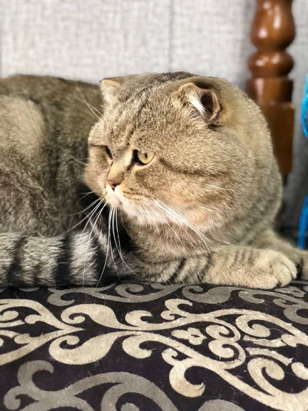 Scottish fold sotiladi