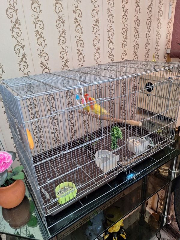 Попугаи неразлучки