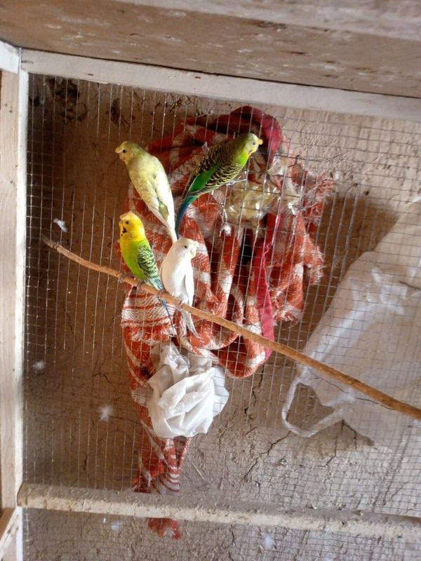 Valnisti chubati 2 par tuhimga harakata Valnisti chubati 2 par tuhimga harakata