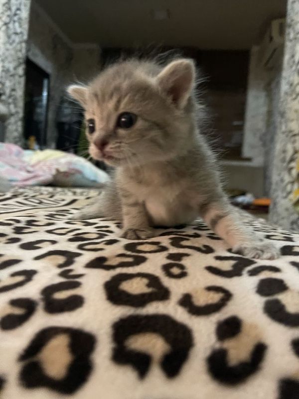 Котенки продается Котенки продается