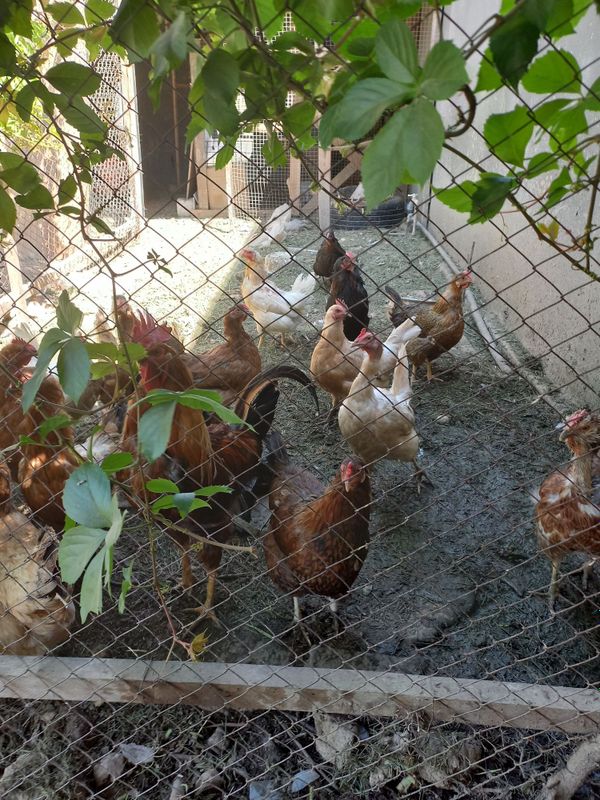 Продаю Кури и курятник