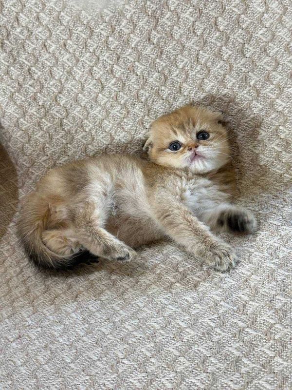 золотой шиншилла скотиш фолд золотой шиншилла скотиш фолд
