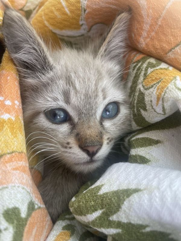 Котенок ласковый,красивый