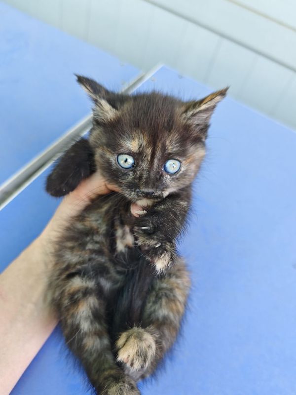 Отдам котенка девочку черепахового окраса Отдам котенка девочку черепахового окраса
