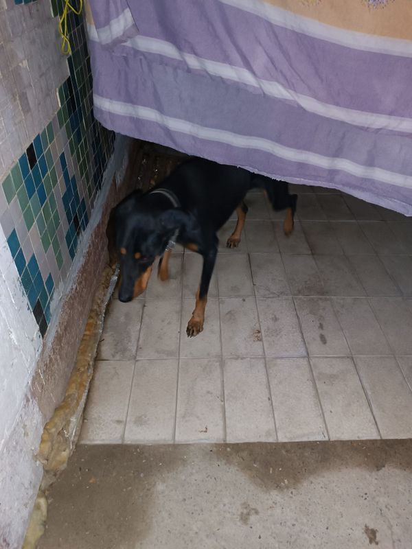 Doberman 1,5 yoshda