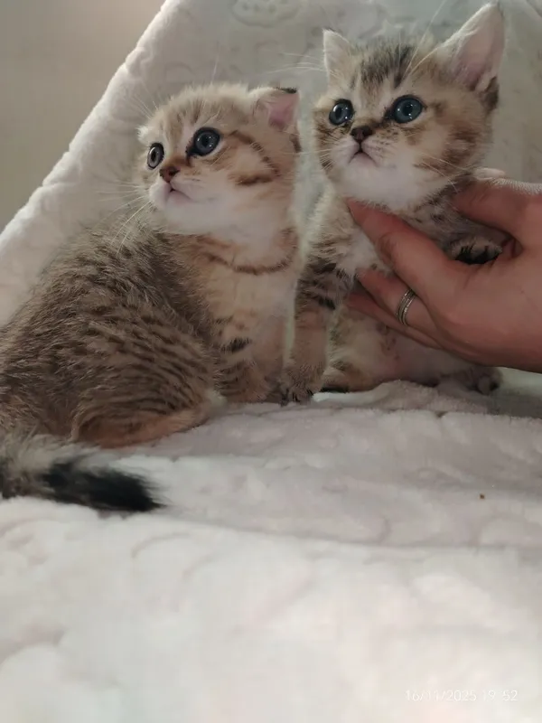 Zalataya shinshila Zalataya shinshila