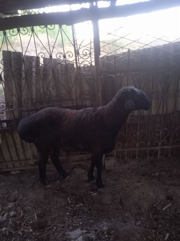 Qoʻchqor sotiladi 2 yosh Qoʻchqor sotiladi 2 yosh