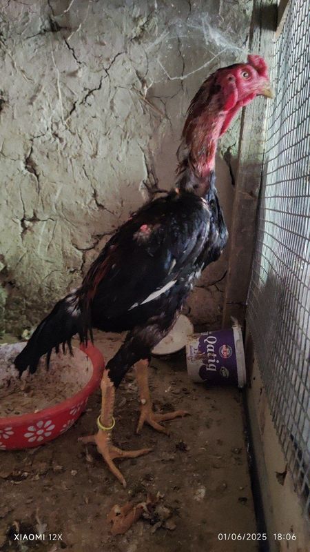 Privaznoy xoʻroz sotiladi zoti turk