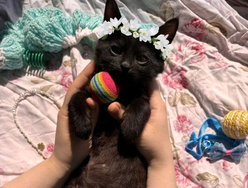 пристраиваются котята в добрые руки пристраиваются котята в добрые руки