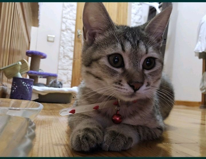 отдам в хорошие руки кошечку отдам в хорошие руки кошечку