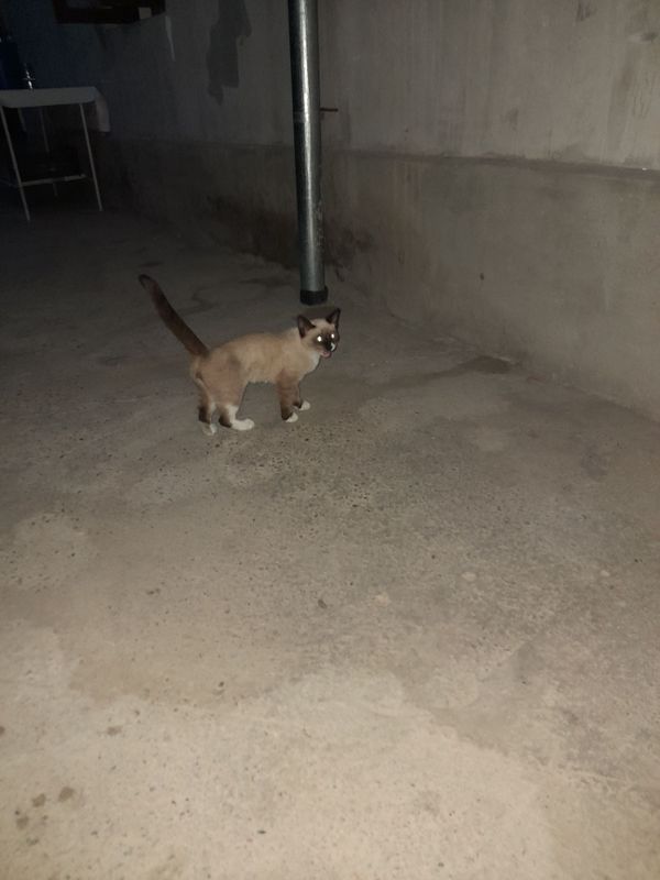 Mushuk siyamski erkak 4 yoki5 oyli Mushuk siyamski erkak 4 yoki5 oyli