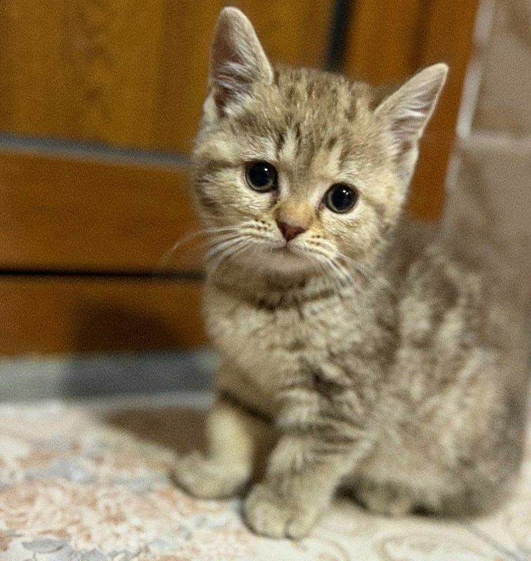 Шодландский Скоттиш Страйт сотилади Шодландский Скоттиш Страйт сотилади