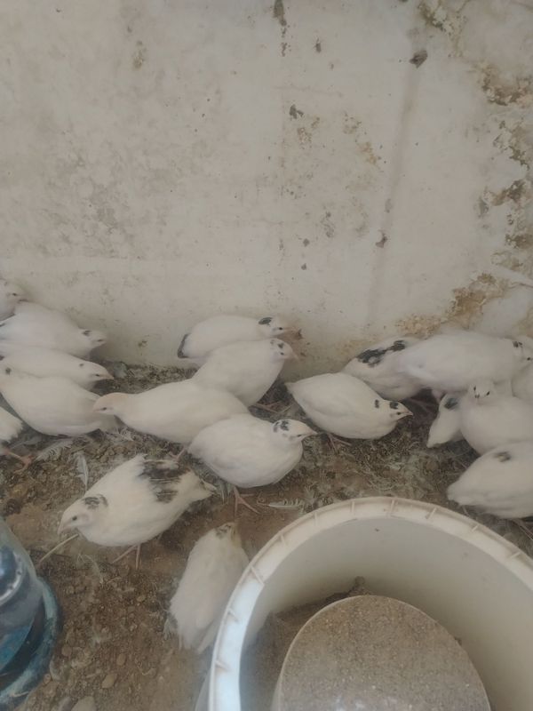Bedana jo'jalari Bedana jo'jalari