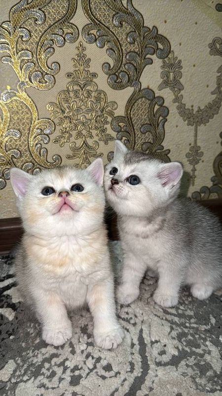 Продаются породистые котята и кошка-мама Продаются породистые котята и кошка-мама