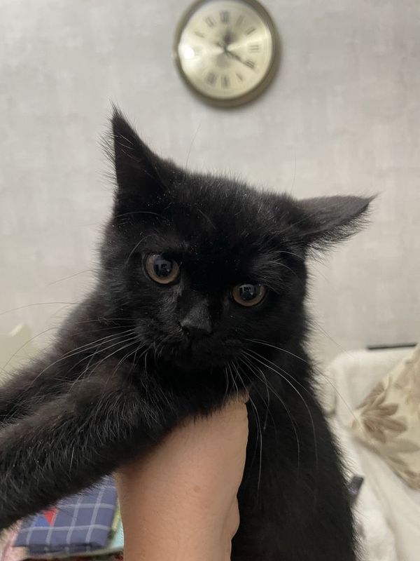 Продаётся котёнок скотиш Страйт Продаётся котёнок скотиш Страйт