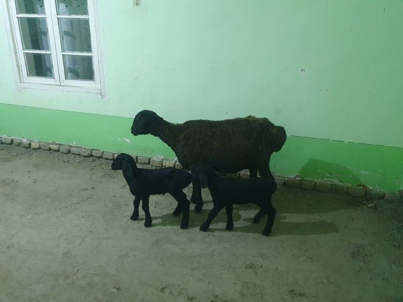 2 bolalik quy sotiladi manzil Shofirkon 2 bolalik quy sotiladi manzil Shofirkon