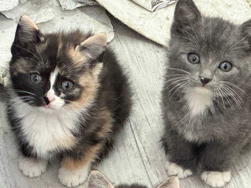 Котята кошки mushuk bolasa Котята кошки mushuk bolasa