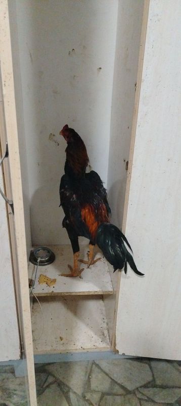 Dakan xuroz srochna sotiladi Dakan xuroz srochna sotiladi